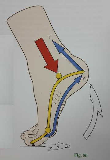 étirement Pied Ballet Étireur De Voûte Plantaire Pour Danseurs - Améliore Le Cou-de-pied Et Assouplit Les Orteils Appareil Cou-de-pied Danse